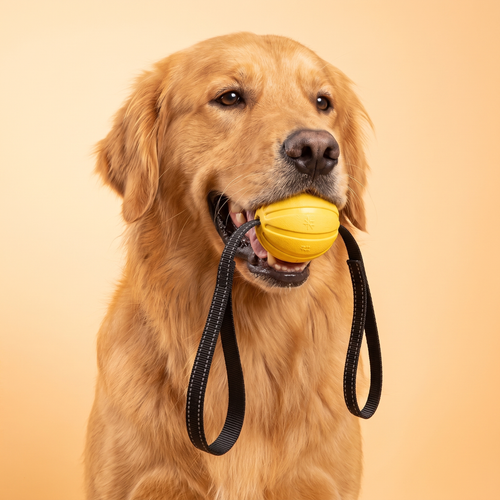 Dog Training Toy